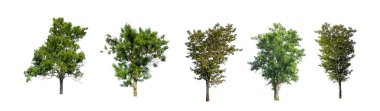 Beyaz zemin üzerinde izole ağaçlar kümesi, Ağaçların koleksiyonu
