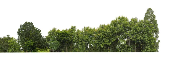 Forêt Feuillage Été Isolés Sur Fond Blanc — Photo