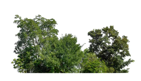 Bos Gebladerte Zomer Geïsoleerd Witte Achtergrond — Stockfoto