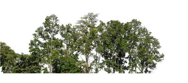 Floresta Folhagem Verão Isolado Sobre Fundo Branco — Fotografia de Stock