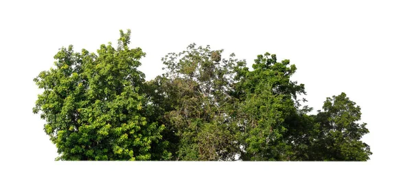 Bosque Follaje Verano Aislados Sobre Fondo Blanco —  Fotos de Stock