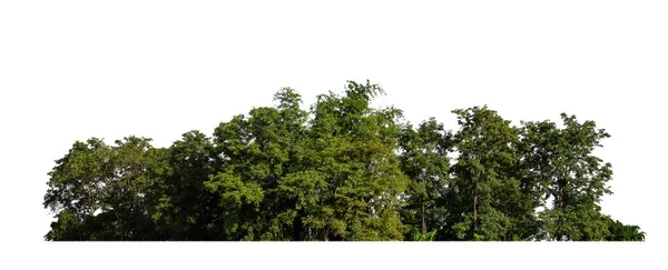 Bosque Follaje Verano Aislados Sobre Fondo Blanco —  Fotos de Stock