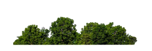 Forêt Feuillage Été Isolés Sur Fond Blanc — Photo