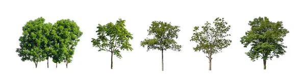 Sada Izolovaných Stromů Bílém Pozadí Sbírka Stromů — Stock fotografie