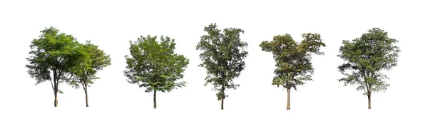 Beyaz Zemin Üzerinde Izole Ağaçlar Kümesi Ağaçların Koleksiyonu — Stok fotoğraf