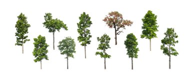 Beyaz arkaplanda fırça için ağaç silueti