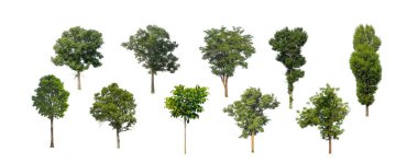 Beyaz arkaplanda fırça için ağaç silueti