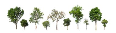 Beyaz zemin üzerinde izole ağaçlar kümesi, Ağaçların koleksiyonu