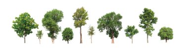 Beyaz zemin üzerinde izole ağaçlar kümesi, Ağaçların koleksiyonu