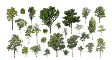 Ağaçların toplanması, beyaz zemin üzerinde izole edilmiş ağaçlar kümesi
