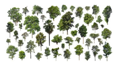Beyaz zemin üzerinde izole ağaç seti, Ağaçların koleksiyonu