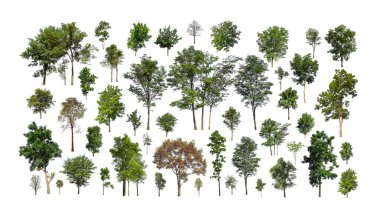Koleksiyon Gerçekçi Ağaçlar beyaz arkaplanda izole edildi
