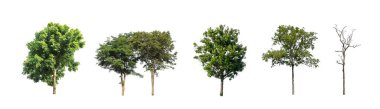 Beyaz zemin üzerinde izole ağaçlar kümesi, Ağaçların koleksiyonu