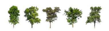 Beyaz zemin üzerinde izole ağaçlar kümesi, Ağaçların koleksiyonu