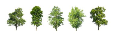 Beyaz zemin üzerinde izole ağaçlar kümesi, Ağaçların koleksiyonu