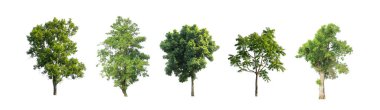 Beyaz zemin üzerinde izole ağaçlar kümesi, Ağaçların koleksiyonu