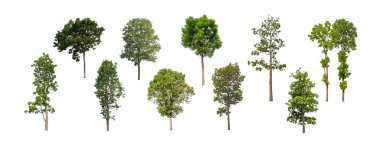 Beyaz zemin üzerinde izole ağaçlar kümesi, Ağaçların koleksiyonu