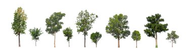 Beyaz zemin üzerinde izole ağaçlar kümesi, Ağaçların koleksiyonu