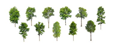 Beyaz zemin üzerinde izole ağaçlar kümesi, Ağaçların koleksiyonu