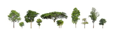 Beyaz zemin üzerinde izole ağaçlar kümesi, Ağaçların koleksiyonu