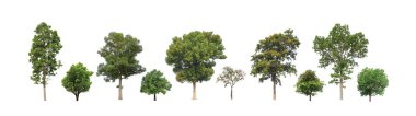 Beyaz zemin üzerinde izole ağaçlar kümesi, Ağaçların koleksiyonu