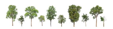 Beyaz zemin üzerinde izole ağaçlar kümesi, Ağaçların koleksiyonu