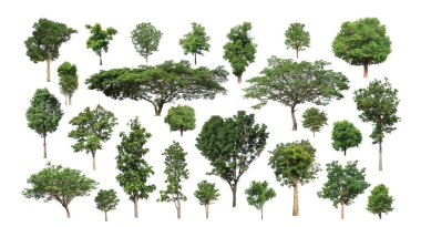 Ağaçların toplanması, beyaz zemin üzerinde izole edilmiş ağaçlar kümesi