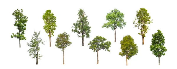 Σύνολο Από Σιλουέτα Δέντρων Για Πινέλο Λευκό Φόντο — Φωτογραφία Αρχείου