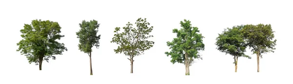 Beyaz zemin üzerinde izole ağaçlar kümesi, Ağaçların koleksiyonu