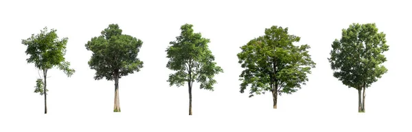 Beyaz zemin üzerinde izole ağaçlar kümesi, Ağaçların koleksiyonu