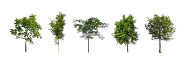 Beyaz Zemin Üzerinde Izole Ağaçlar Kümesi Ağaçların Koleksiyonu — Stok fotoğraf