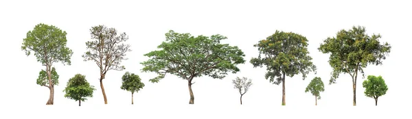 Sada Izolovaných Stromů Bílém Pozadí Sbírka Stromů — Stock fotografie