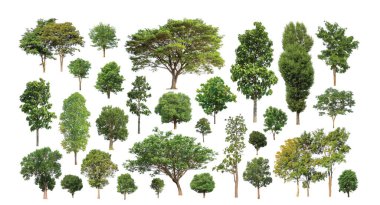 Ağaçların toplanması, beyaz zemin üzerinde izole edilmiş ağaçlar kümesi