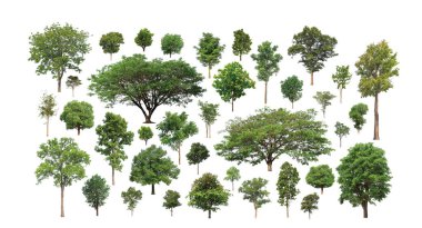 Beyaz zemin üzerinde izole ağaçlar kümesi, Ağaçların koleksiyonu