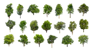 Ağaçların toplanması, beyaz zemin üzerinde izole edilmiş ağaçlar kümesi