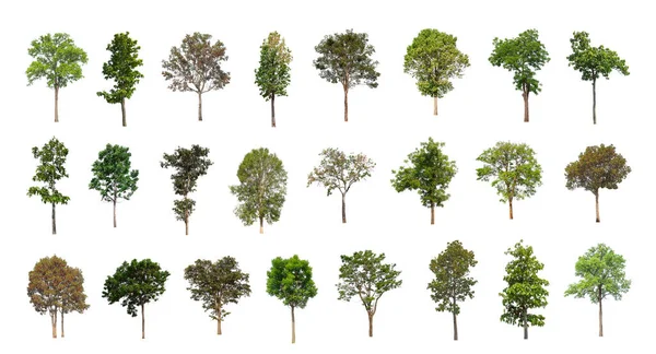 Ağaçların toplanması, beyaz zemin üzerinde izole edilmiş ağaçlar kümesi