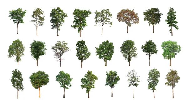 Ağaçların toplanması, beyaz zemin üzerinde izole edilmiş ağaçlar kümesi