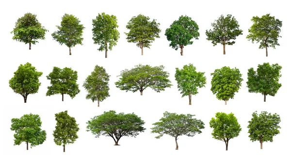 Ağaçların toplanması, beyaz zemin üzerinde izole edilmiş ağaçlar kümesi