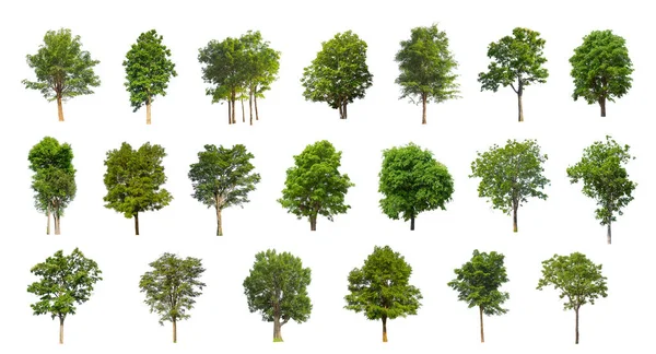 Kolekcja Drzew Zestaw Odizolowanych Drzew Białym Tle — Zdjęcie stockowe