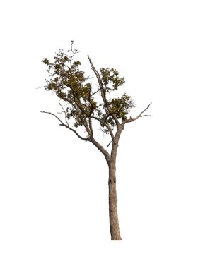 Beyaz arkaplanda izole edilmiş ağaçlar hem yazdırma hem de web sayfaları için uygundur