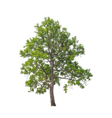 Beyaz arkaplanda izole edilmiş ağaçlar hem yazdırma hem de web sayfaları için uygundur