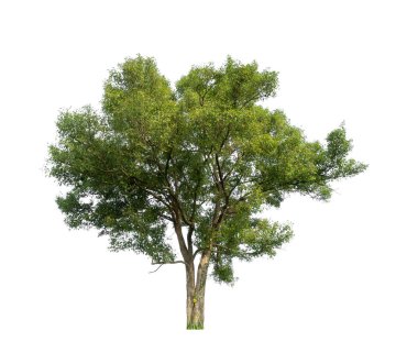 Beyaz arkaplanda izole edilmiş ağaçlar hem yazdırma hem de web sayfaları için uygundur