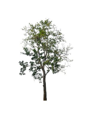 Beyaz arkaplanda izole edilmiş ağaçlar hem yazdırma hem de web sayfaları için uygundur