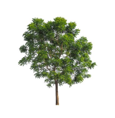 Beyaz arkaplanda izole edilmiş ağaçlar hem yazdırma hem de web sayfaları için uygundur