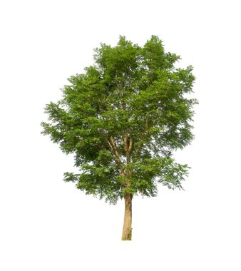 Beyaz arkaplanda izole edilmiş ağaçlar hem yazdırma hem de web sayfaları için uygundur