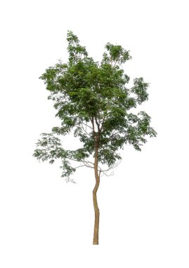 Beyaz arkaplanda izole edilmiş ağaçlar hem yazdırma hem de web sayfaları için uygundur