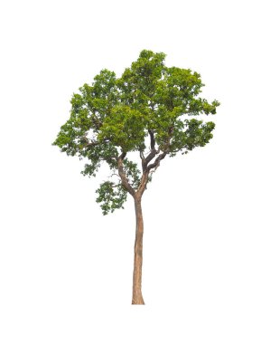 Beyaz arkaplanda izole edilmiş ağaçlar hem yazdırma hem de web sayfaları için uygundur