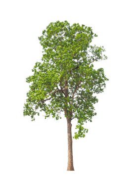 Beyaz arkaplanda izole edilmiş ağaçlar hem yazdırma hem de web sayfaları için uygundur