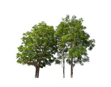 Beyaz arkaplanda izole edilmiş ağaçlar hem yazdırma hem de web sayfaları için uygundur