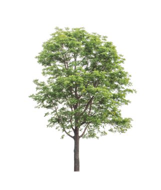 Beyaz arkaplanda izole edilmiş ağaçlar hem yazdırma hem de web sayfaları için uygundur